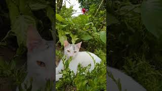 REPVBLIK gk pernah ggl bikin lagu sllu enak di dengar #musik #music #shortsviral #short #kucing #fyp