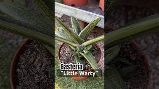 GASTERIA “Little Warty” #shorts SUCULENTOS DÍAS