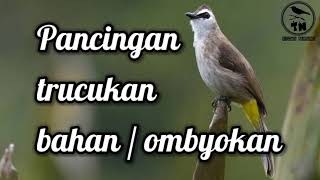 Suara burung trucukan pancingan burung bahan dan ombyokan