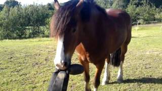 Horse thinks hes a dog  Playing fetch