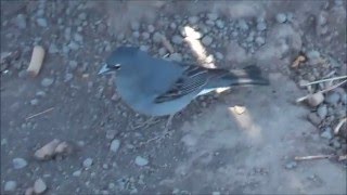 Pinson bleu  (Fringilla teydea teydea)