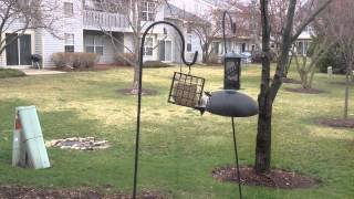 Woodpecker Feeding