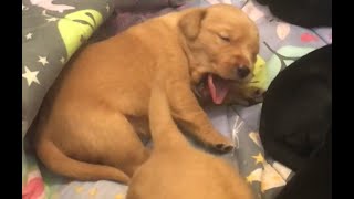 12 Sleepy Yawning Puppies - 2 week old Goldador pups