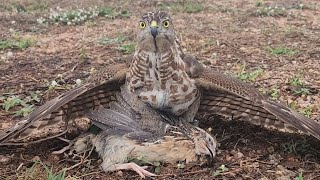 Hunting training in falconry | how to train birds for hunting