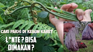 BERPETUALANG MENCARI PAKIS DAN HEWAN UNIK - HEWAN LONTE || BARU PERTAMA KALI LIHAT ‼️