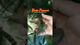 RIVER PRAWNS/ULANG #shorts #prawns #ulang