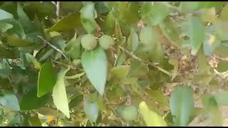 Forest Lemon Tree - Lemon 3 Seeds