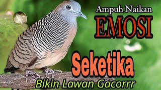 PANCINGAN PERKUTUT LOKAL // AMPUH NAIKAN EMOSI TERBUKTI BIKIN LAWAN SEKETIKA LANGSUNG NYAUT GACOR