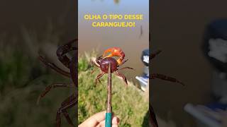 Olha o tipo desse CARANGUEJO! Já viu um desses? #pesca #fishingvideo #pescaria