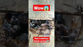 Aneh❗Ratu Lebah trigona berada di luar sarang. #kelulut #klanceng #stinglessbee #galogalo