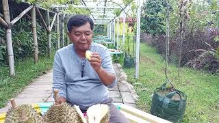 durian bawor  yang ada di Agroeduwisata situbolang indramayu.