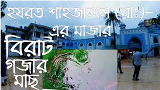 হযরত শাহজালাল (রা) এর মাজার ও বিরাট গজার মাছ, জালালী কবুতর  Hazrat Shahzalal Mazar Sylhet Gazar Fish