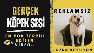 Gerçek Köpek Sesi | Havlaması | Yüksek Kalite & Uzun Versiyon |  Dogs Barking Sounds |