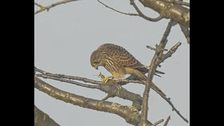 Turmfalke Heuschrecke Abenddämmerung Common Kestrel _ Vogelbeobachtung