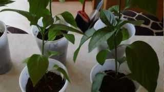 My peppers and tomatoes 2012 part 5