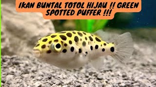 GREEN SPOTTED PUFFER FISH !! IKAN BUNTAL TOTOL HIJAU ( ikan buntal air tawar )