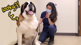 무려 100kg! 초대형견 세인트버나드의 고관절수술 모험기  ㅣ 미국수의사 브이로그 l 수의사의 고관절 수술 브이로그