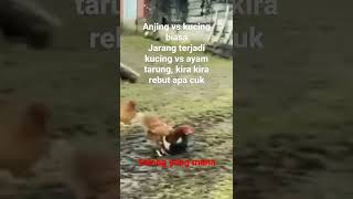 yang tak biasa kucing dan anjing tarung itu biasa, ayam vs kucing luar biasa