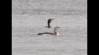 Sterntaucher in Sachsen bei Kühren _ #vogelbeobachtung