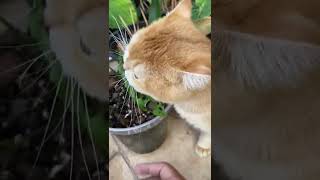 Cute Cat Eat Plant