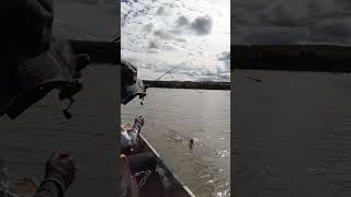 #pescaria #pesca #pescador piau na ponta do anzol