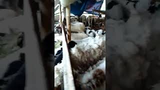 TERNAK KAMBING, DI KRESEK BANYAK KAMBING SUPER JUMBO #shorts