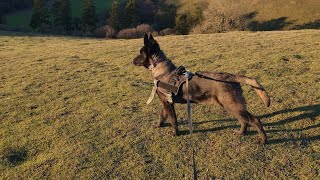 BELGIAN MALINOIS ENJOYING HIS WALK.