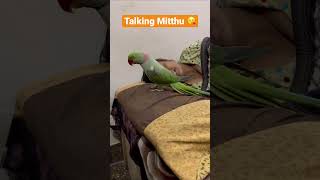 Mummy ka pyara pyara 😍mitthu ❤️ll subhe uthata hai mummy ko good morning bolkr #talkingparrot