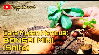 CARA MUDAH MEMBUAT BONSAI MINI