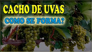 Como é formado o cacho de uvas em parreira carregada - Videira - CERCA VIVA