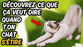 La Vérité Sur L'Étirement De Votre Chat 👉 Vous Ne Regarderez Plus Jamais Cela De La Même Façon !