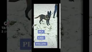 Belgian malinois out in the Snow #belgianshepherd  #belgianmalinois #ukdogs