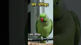 પોપટ બોલે જય યોગેશ્વર - મીઠું લાગે