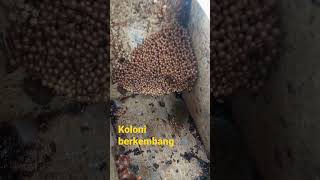 Begini kondisi Klanceng yang sedang berkembang. #kelulut #klanceng #stinglessbee