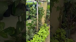 Pothos lush garden in my classroom #landscape #plants #vlog #shorts #pothosplant #greenthumb