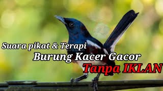 suara pikat burung kacer gacor paling ampuh Full 1 jam tanpa iklan