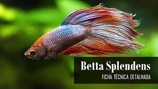 ✔️ BETTA SPLENDENS - GUIA COMPLETO: ESPÉCIE, PARÂMETROS, AQUÁRIO E DICAS