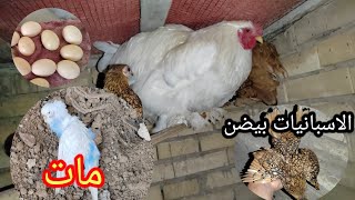 ماتن طيور الحب😭😭الوكحه بيضت🥚🥚🐓وكوحي يغادر المحميه