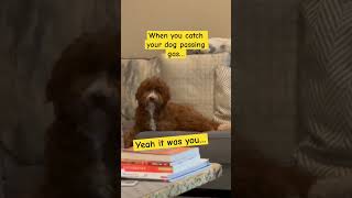 Doodle Doggie Tales- Part 50 “Brother Did It” #shortsfeed #brothers #dogs #pets #shorts #animals#fyp