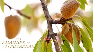 Los Dos Bichos - Hors-série 1 : Les Amandes de l'Alpujarras