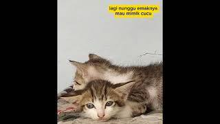 Lagi nunggu " emaknya " mau nyusu