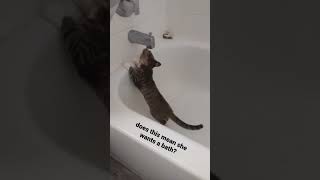 kitty asking for a bath?? #kitten