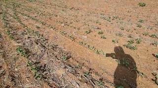 Plantio de soja em área nova com solo preparado com grade. Riscos.