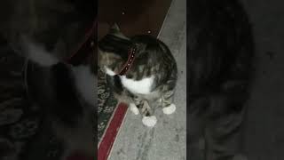 what it's like at night time with a active kitten... #catlover #catvideos #youtubeshorts #funnycat