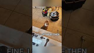 Sad dog afraid of vacuum #cleaning #cleaningtips #dog #saddog saddog