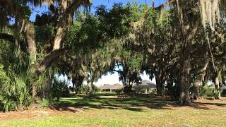 Boring ducks and birds and trees. The Villages Florida