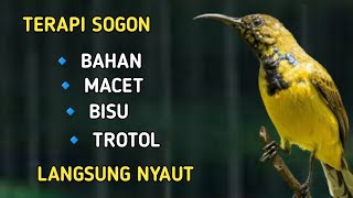 TERAPI SOGON MACET, PUTAR KAPANPUN SOGON LANGSUNG BUNYI