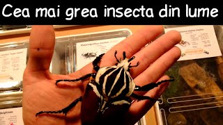 Cea mai grea insectă din lume | Fapte la întâmplare #19