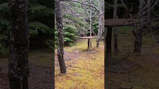 Creepy Cabin Discovery in the woods of #northernbc #backcountry #lostonpurpose ##