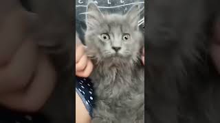 Cute and Interesting Cat #Cats #Shorts #viral #trending